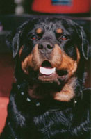 Briaroak´s Ivanhoe